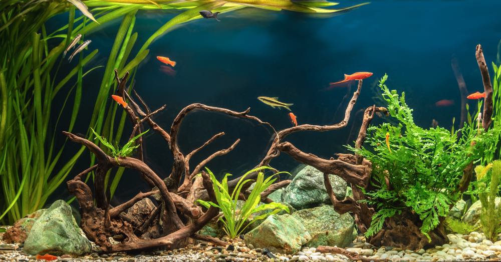 El acuario minimalista: cómo crear un ambiente de tranquilidad para tus peces y tortugas