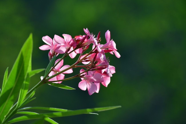 Flores de adelfa