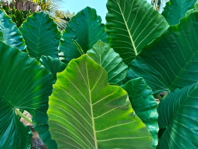Alocasia macrorrhiza, planta grande de interior