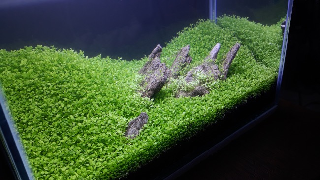 Aquascaping Iwagumi