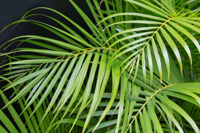 Areca