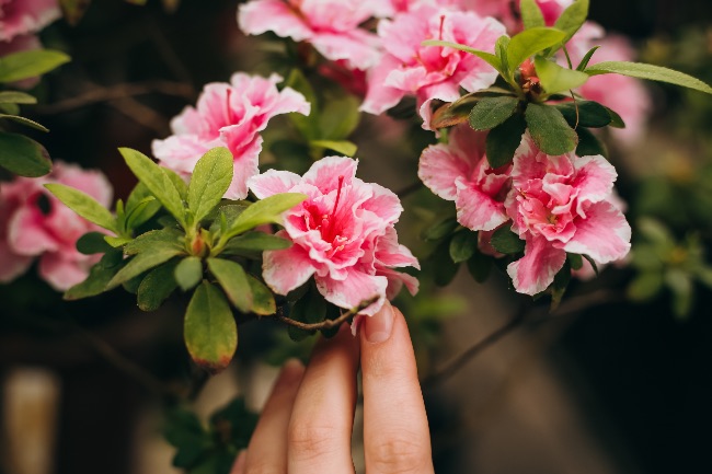 Azalea