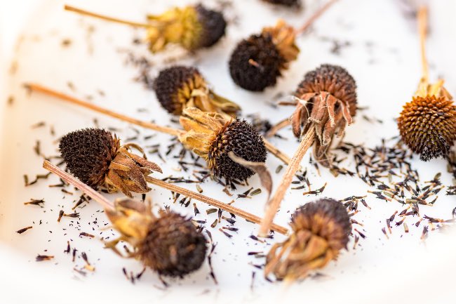 Cómo guardar semillas de tus plantas con flor