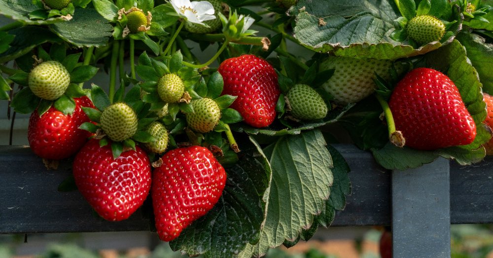 ¿Cuándo y cómo plantar las fresas? Guía de siembra y cultivo