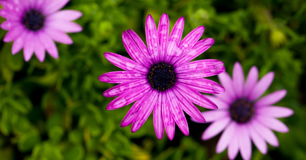 Cuidados de la dimorfoteca para disfrutar de sus flores todo el año