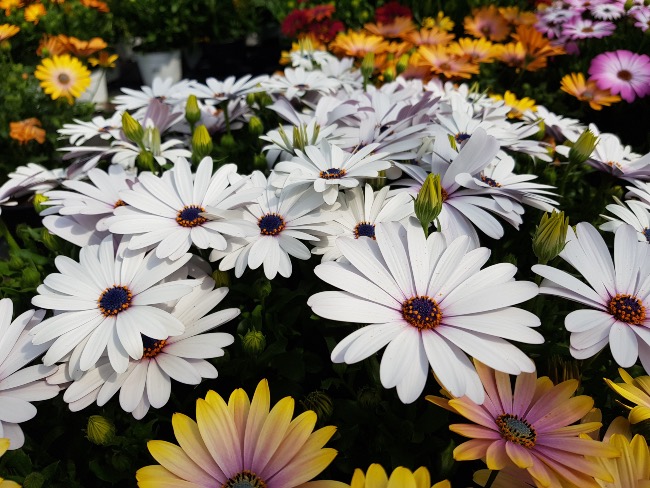 Dimorfotecas de colores