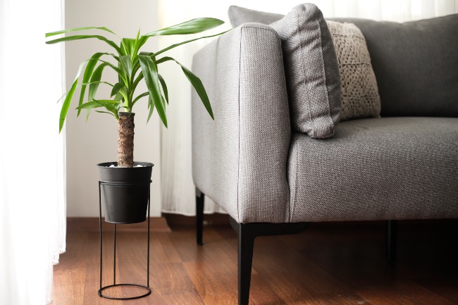 Drácena una de las plantas de interior resistentes a la calefacción