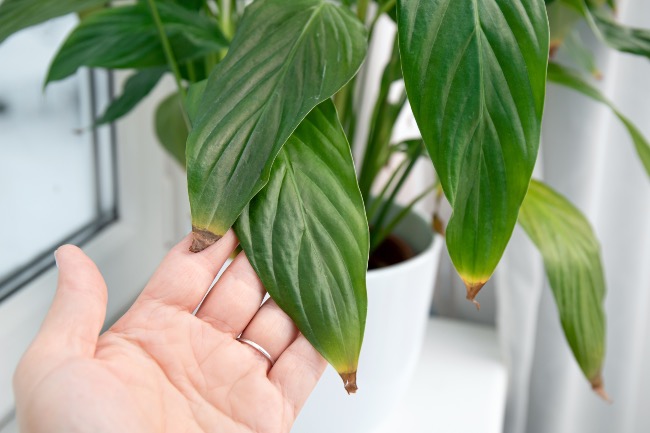 Efectos de la calefacción en las plantas