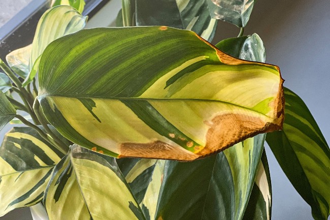 Plantas de interior con hojas manchadas