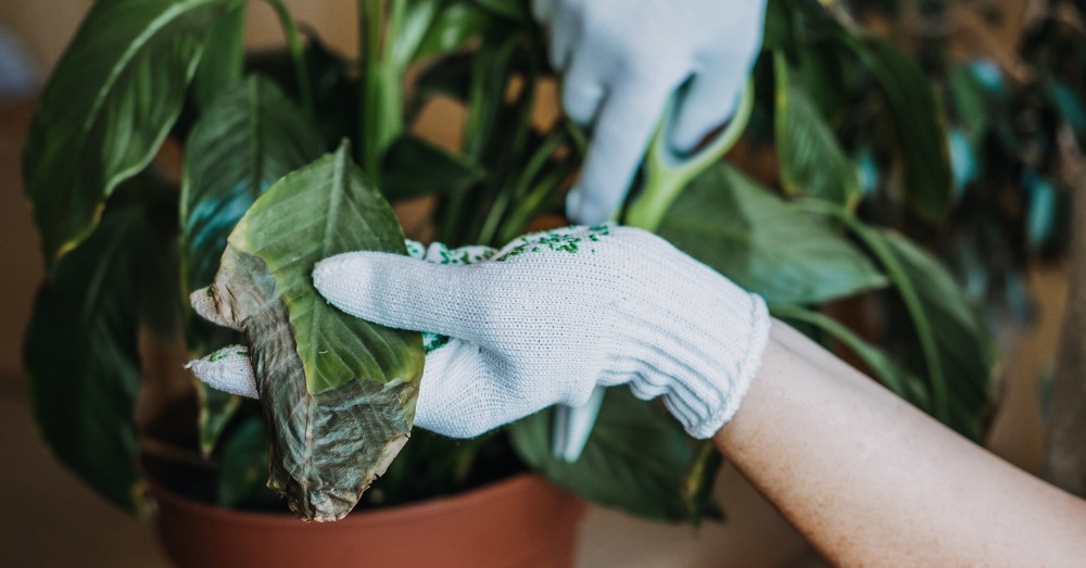 Las 10 enfermedades más frecuentes de las plantas de interior y cómo prevenirlas