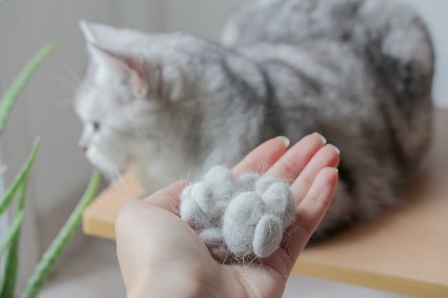 Caída excesiva del pelo del gato