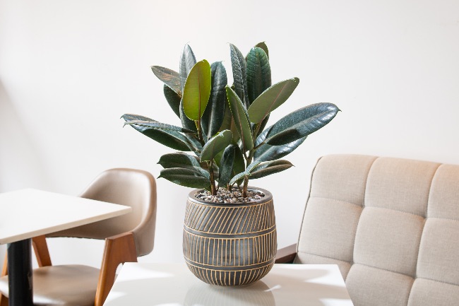 Ficus elástica, planta para Año Nuevo