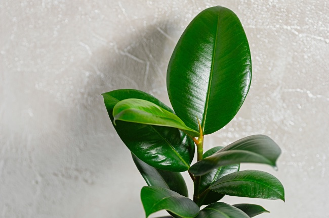 Ficus elástica