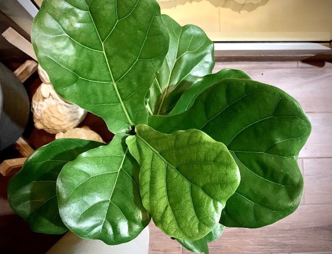 Ficus lyrata