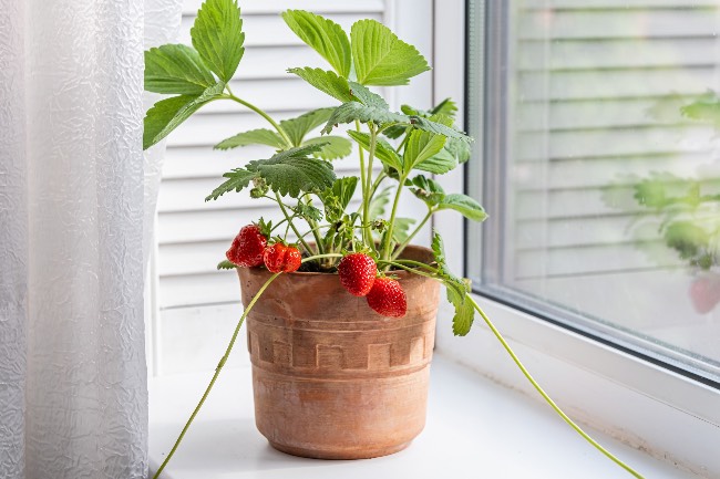 Cuándo plantar fresas en maceta