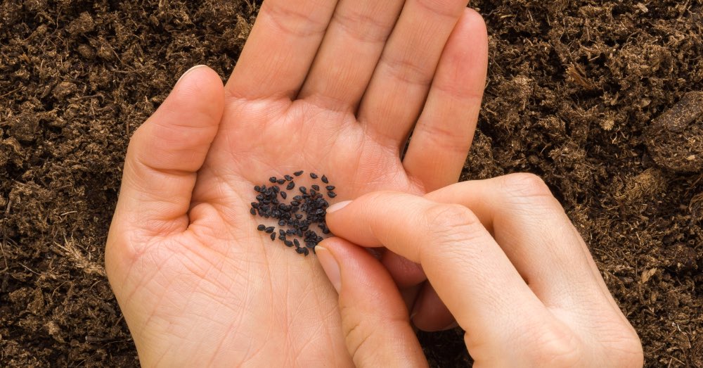 Cómo recoger y guardar semillas de plantas con flor de un año para otro