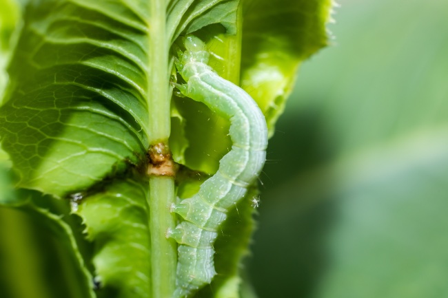 Gusanos verdes que se comen las hojas de las plantas
