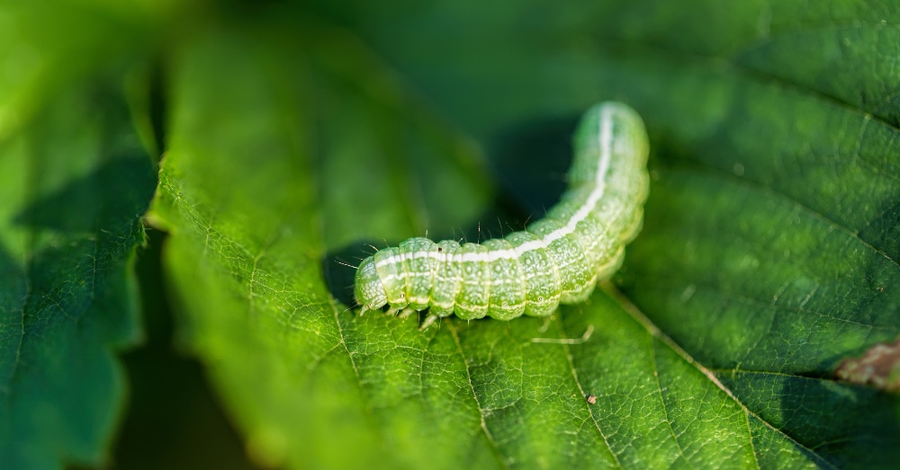 Cómo prevenir y eliminar las plagas de gusanos verdes en tus plantas