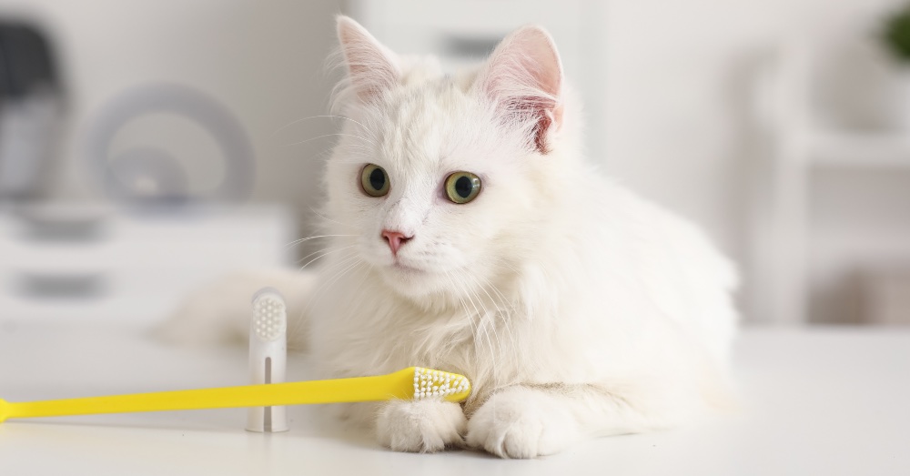 Cómo cuidar la higiene dental de tu gato