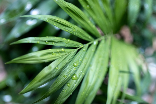 Kentia