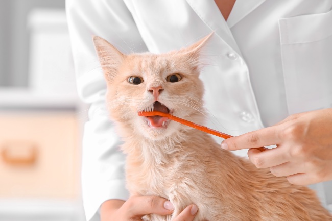 Limpieza dental de gatos