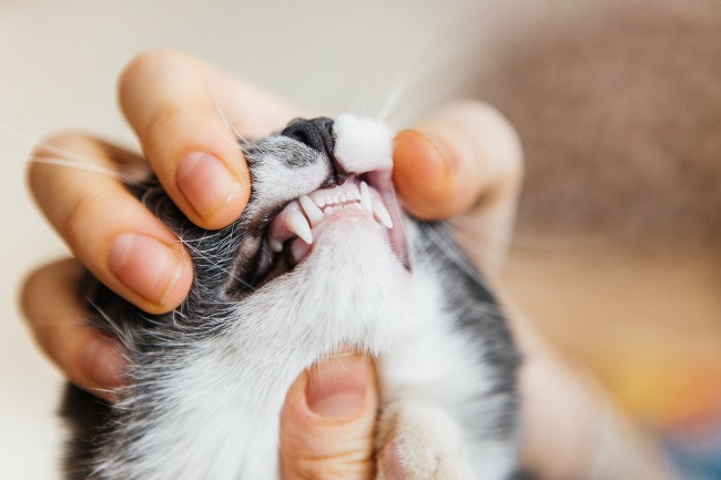 Qué saber de la limpieza dental en gatos