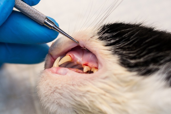 Problemas de higiene bucal en gatos