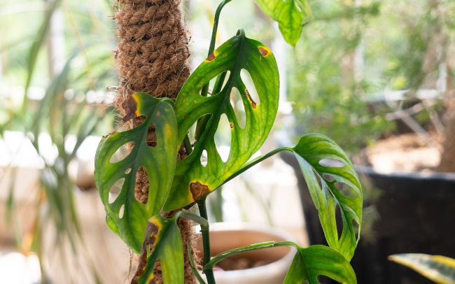 Manchas bacterianas en plantas de interior