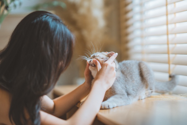 Mantenimiento dental de gatos