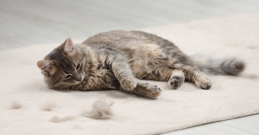 Mi gato suelta mucho pelo, ¿qué hacer?