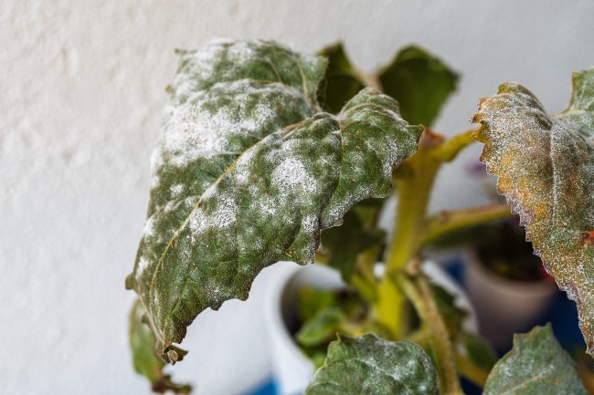 Mildiu, enfermedad de manchas blancas en las hojas de las plantas de interior.