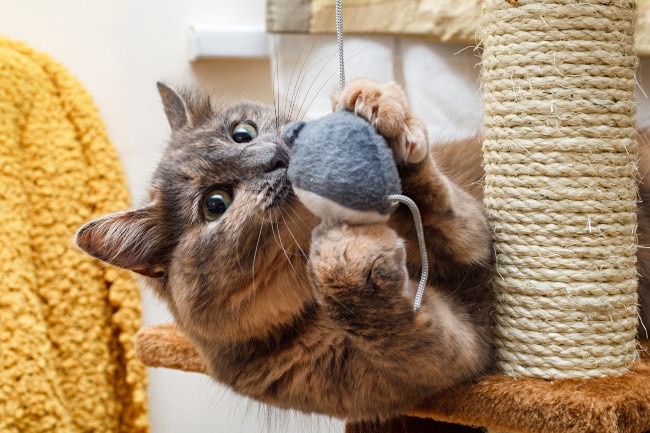 Mordedores para gatos
