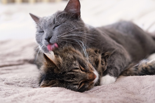 Higiene del pelo del gato