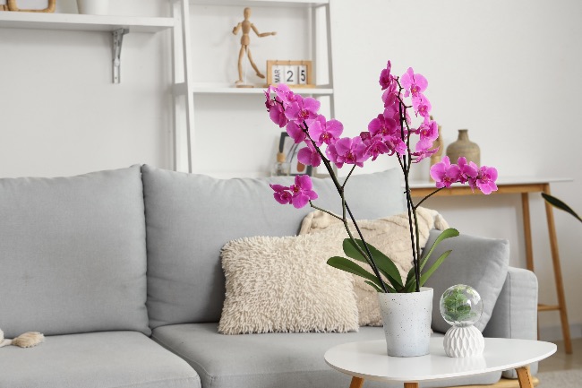 Orquídea phalaenopsis, planta que simboliza un nuevo comienzo