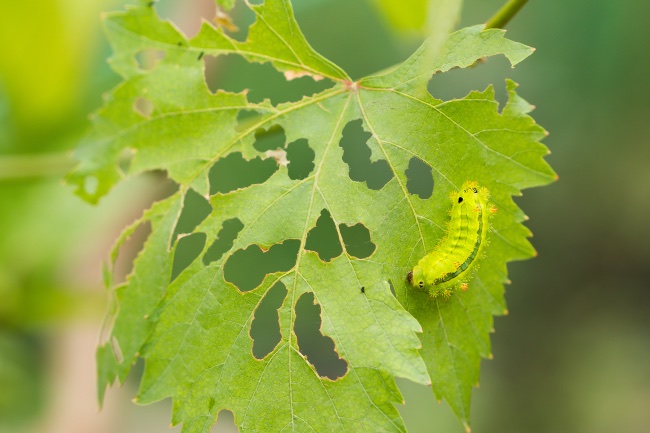 Orugas verdes en plantas