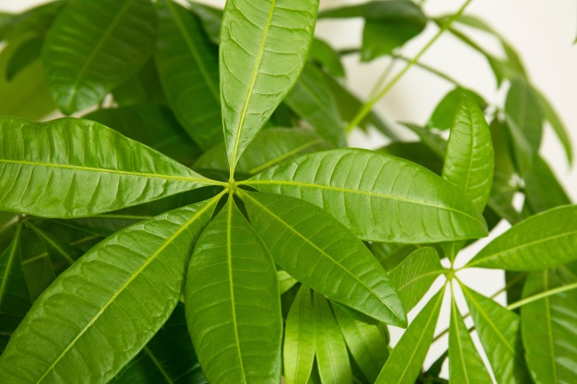 Pachira aquatica
