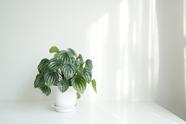 Peperomia