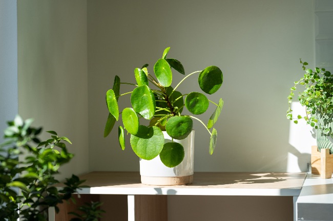 Pilea Peperomioides, plantas para año nuevo