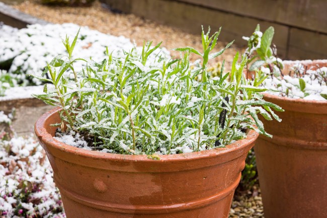 Cómo regar con heladas plantas en macetas
