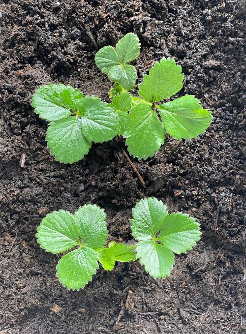Pasos para plantar fresas