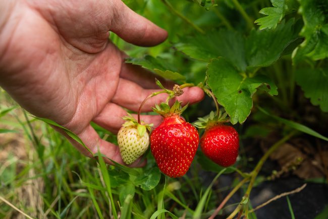 Cuándo se plantan fresas