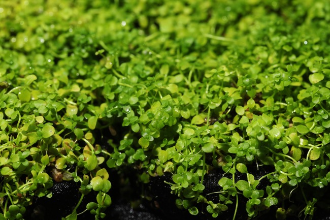Plantas recomendadas acuario Iwagumi