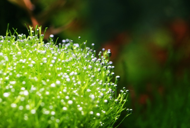 Plantas para el acuario minimalista