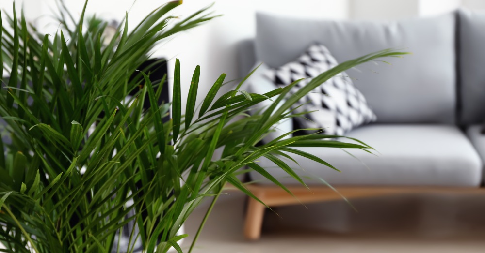 10 plantas grandes de interior para alegrar casas, portales y oficinas