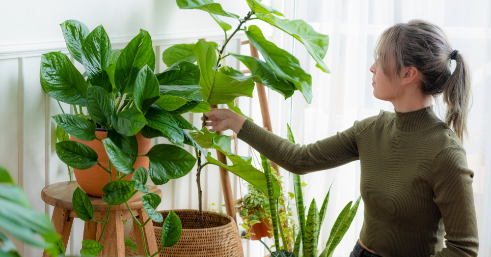7 plantas de interior resistentes a la calefacción