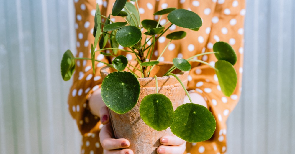 5 plantas que simbolizan un nuevo comienzo para regalar en Año Nuevo