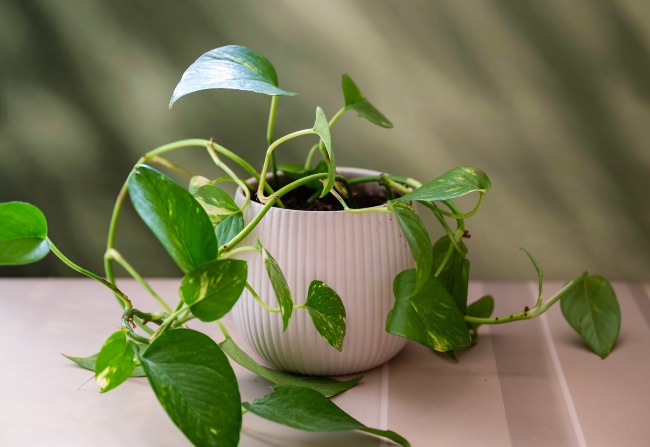 Potho, plantas de interior que aguantan la calefacción