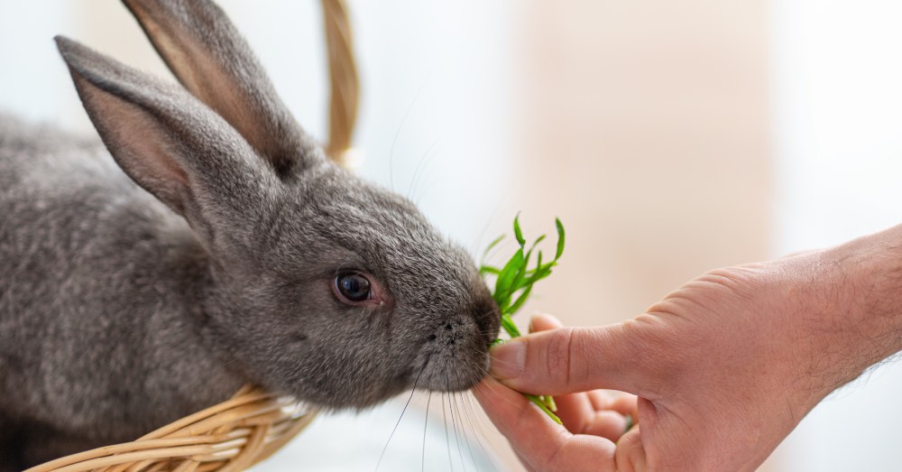¿Qué comen los conejos? Guía básica de alimentación
