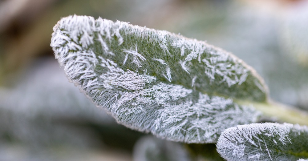 Consejos de riego para evitar que las plantas se hielen en invierno