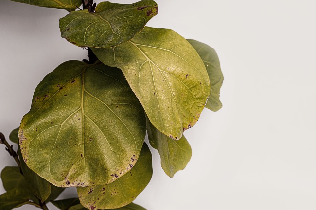 Roya, una de las enfermedades de las plantas de interior